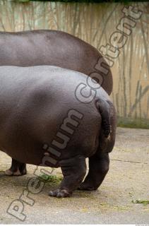 Hippo 0019